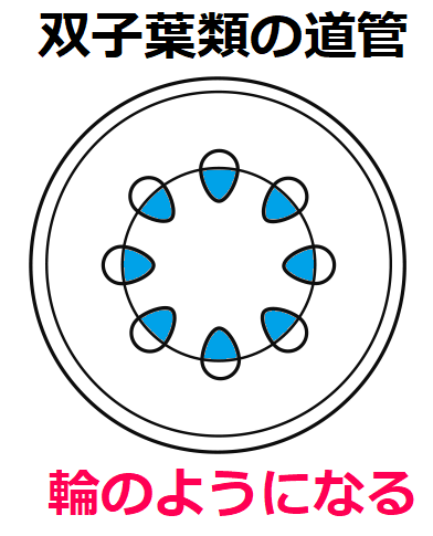 双子葉類の道管は輪のよう