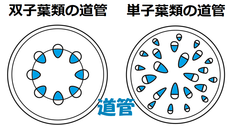 双子葉類の道管・単子葉類の道管