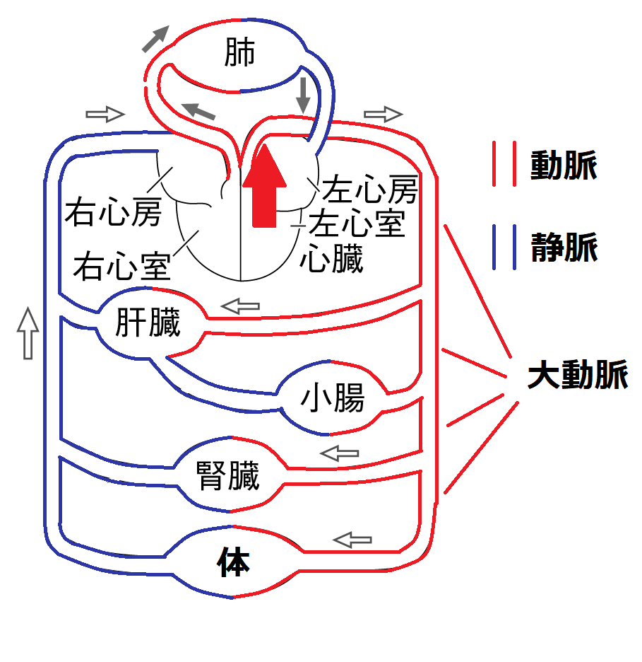 大動脈