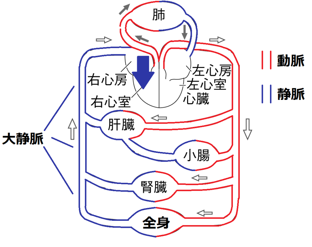 大静脈