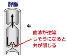 弁が閉じる