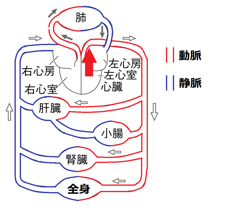 心臓から血液が出る