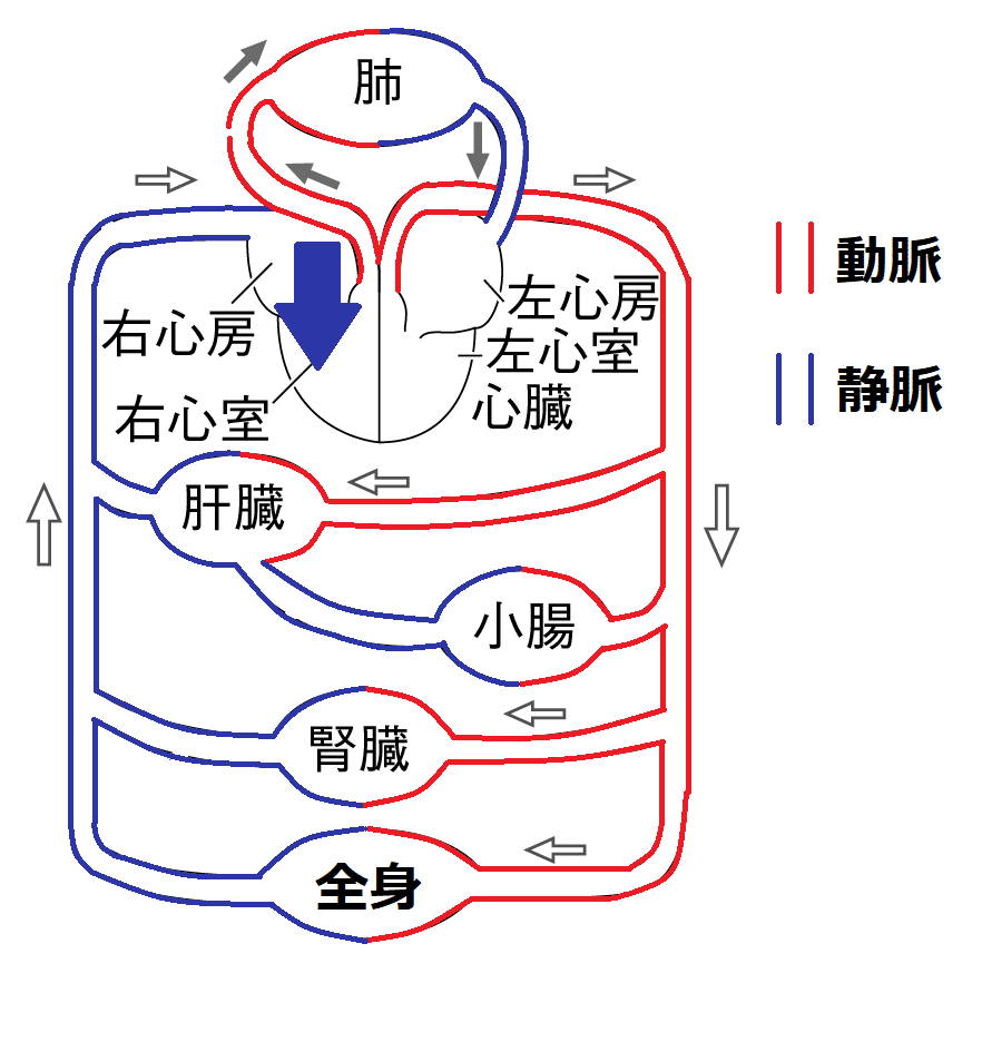 心臓へと血液が戻る