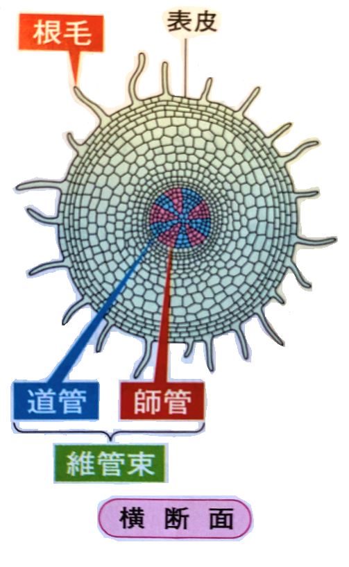 根の師管と道管