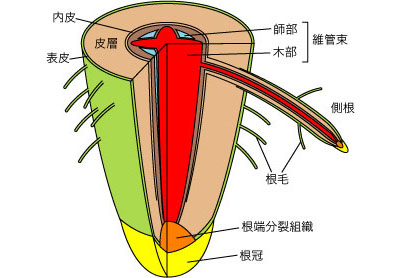 根の師管・道管・維管束