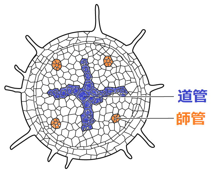 根の断面