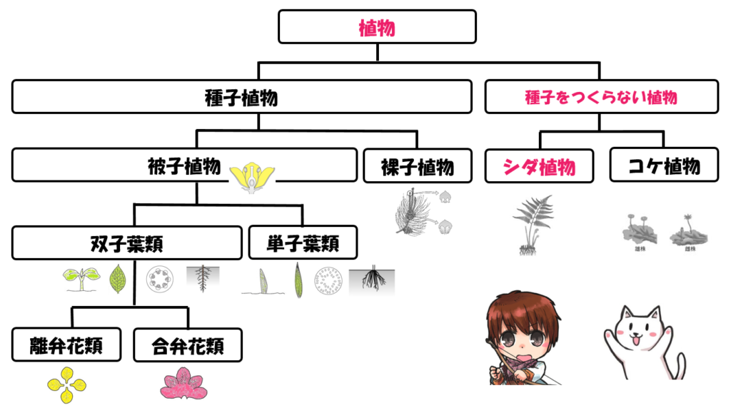 根・茎・葉の区別がある