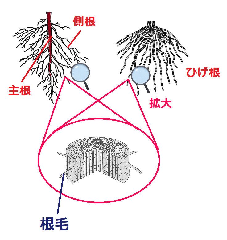 根毛とは