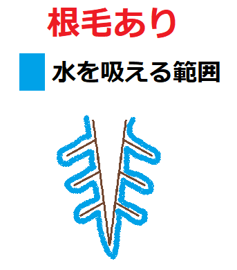 根毛有り