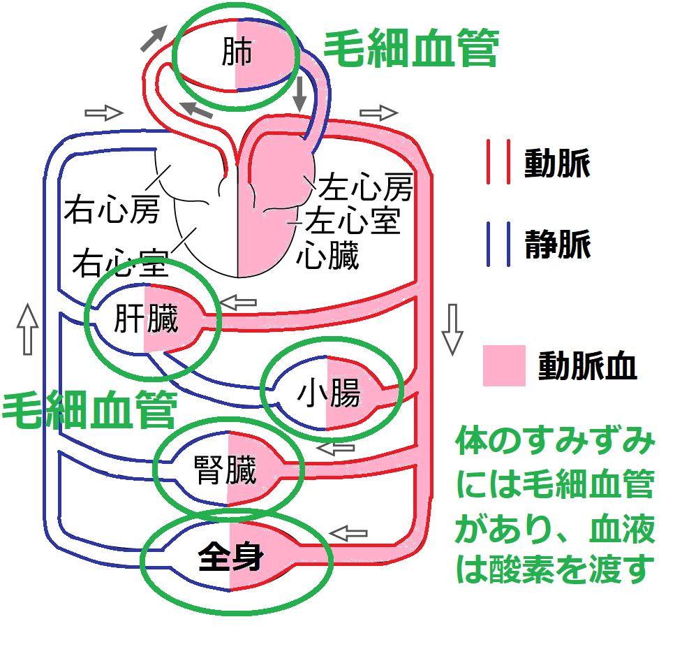 毛細血管