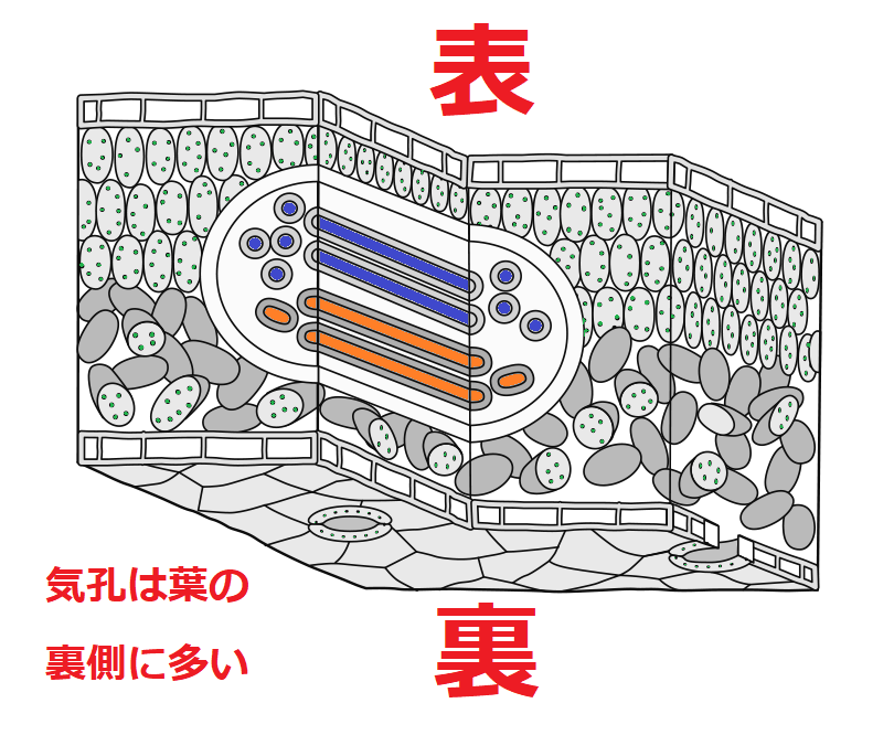 気孔は葉の裏側に多い