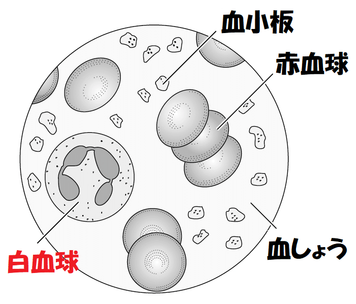 白血球