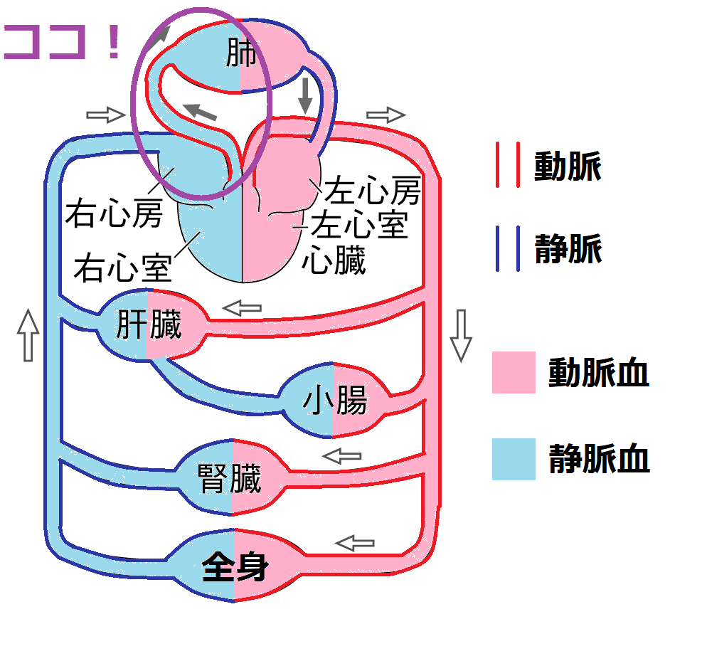 肺動脈に静脈血が流れている