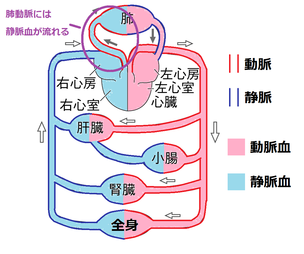 肺動脈に静脈血が流れている２