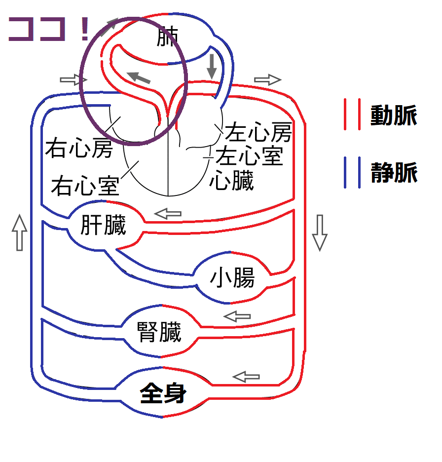 肺動脈の位置