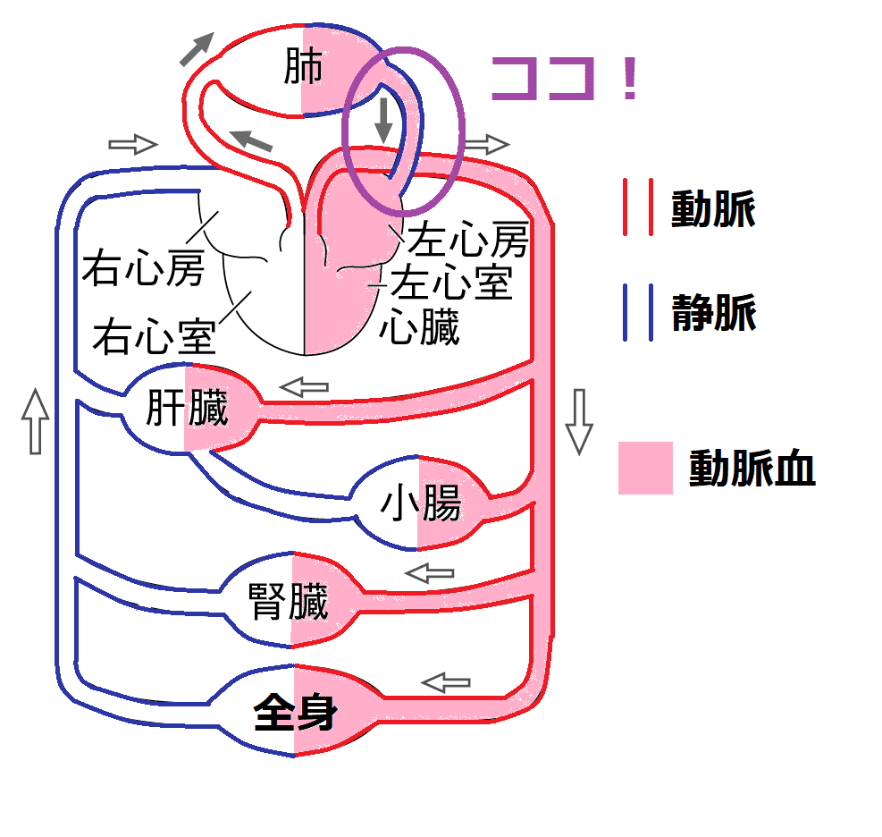 肺静脈に動脈血が流れている