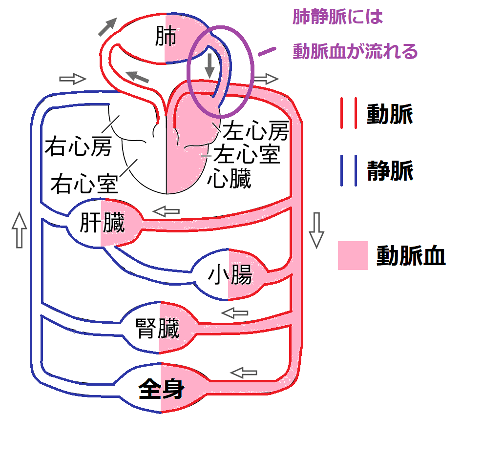 肺静脈に動脈血が流れている２