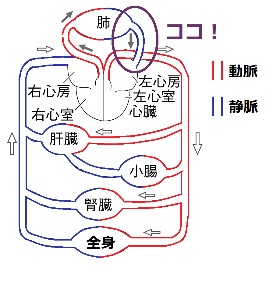 肺静脈の位置