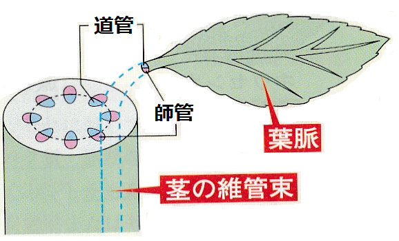 茎と葉のつながり