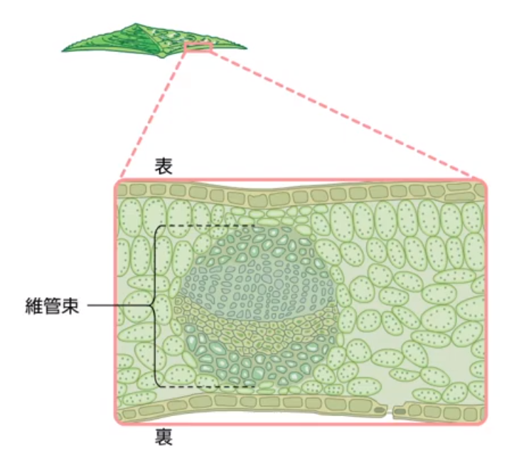 葉の断面