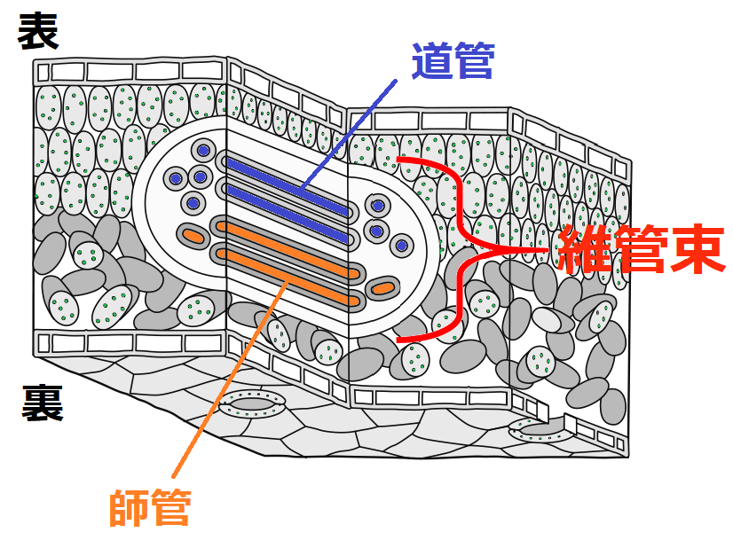 葉の断面と維管束