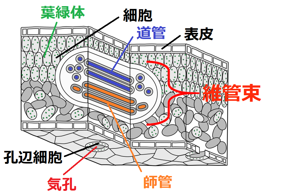 葉の断面図のイラスト