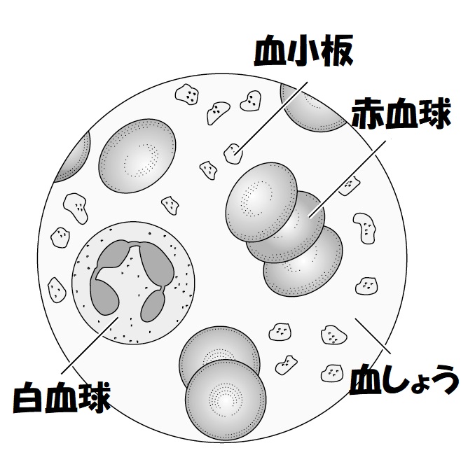 血液の成分