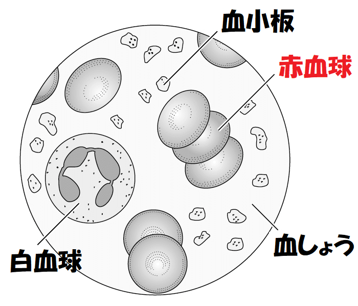 赤血球