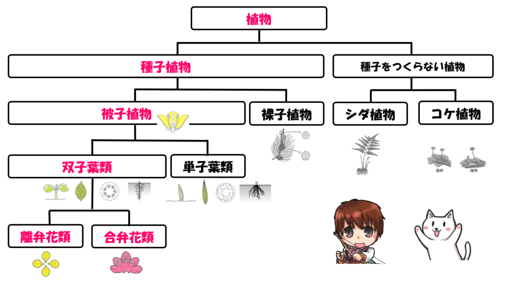 離弁花と合弁花の分類