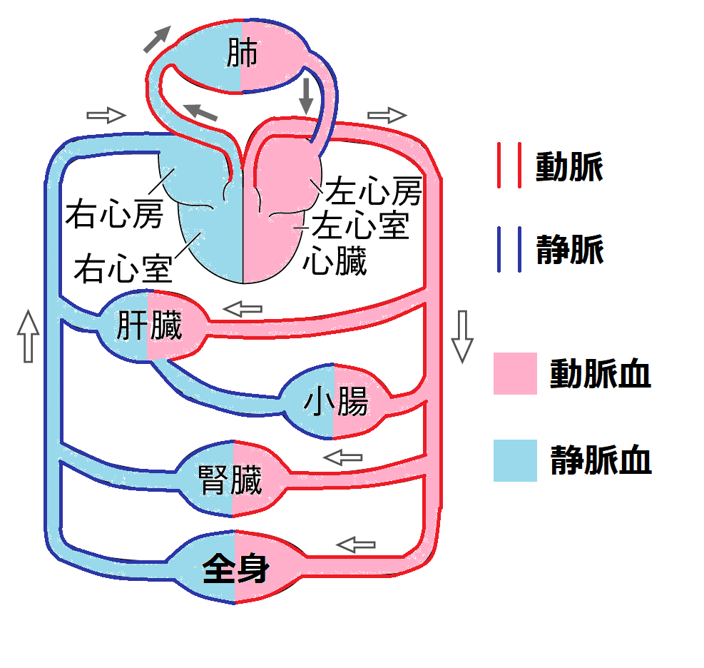 静脈血の画像