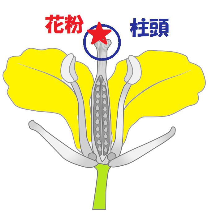 他家 受粉 _ 他家受粉 植物 一覧 | 他家 受粉 について掘り下げるナシについて詳しく解説 – JFURY