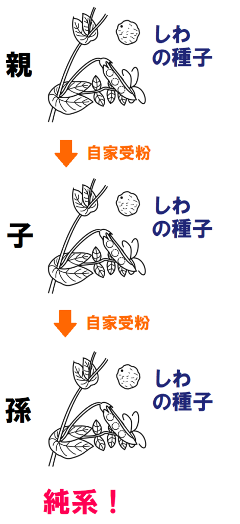 しわの種子の純系