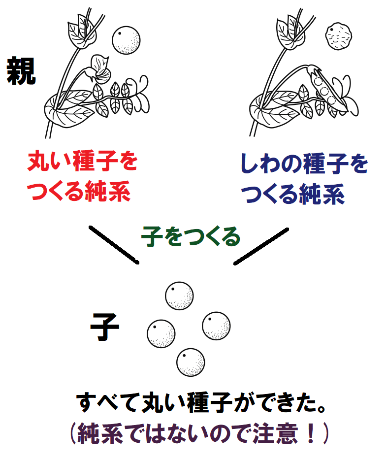 すべて丸い種子できた