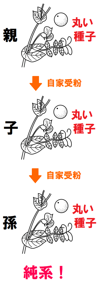 丸い種子の純系