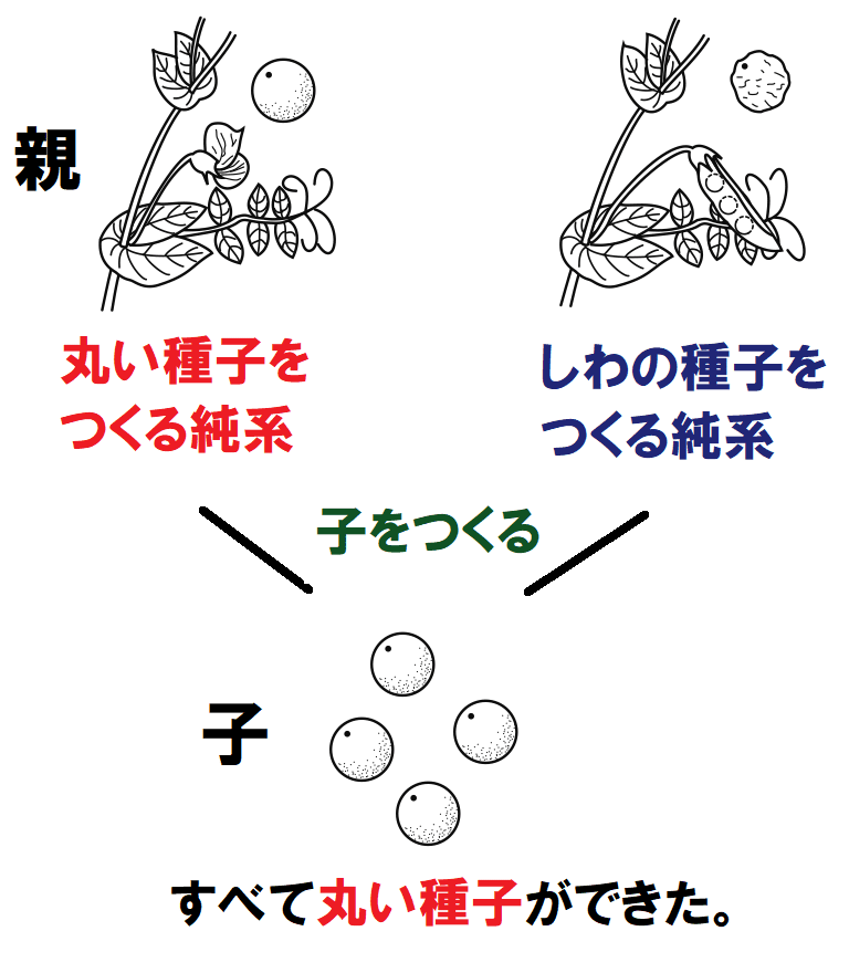 優性の法則