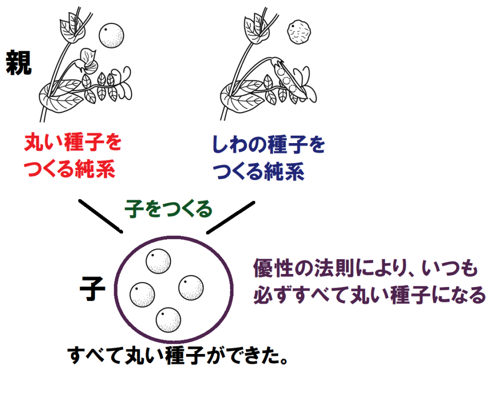 優性の法則とは