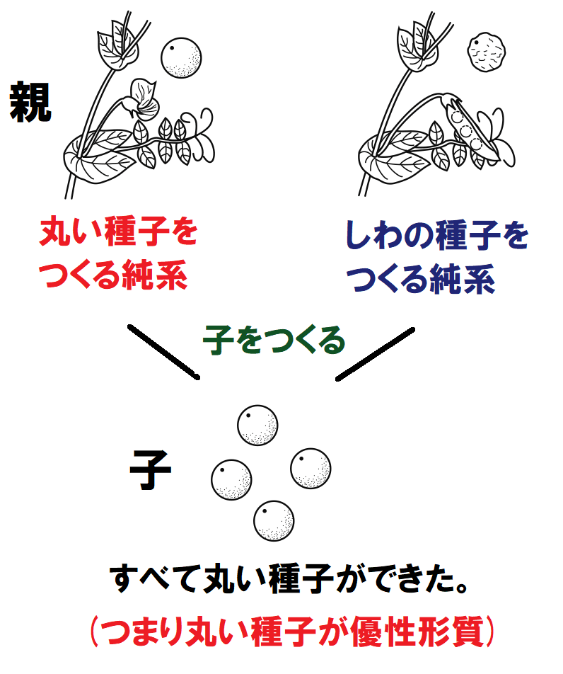 優性形質とは