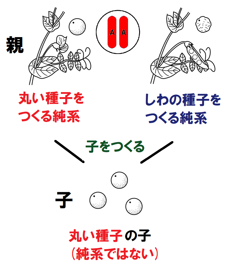 優性形質の遺伝子を表す