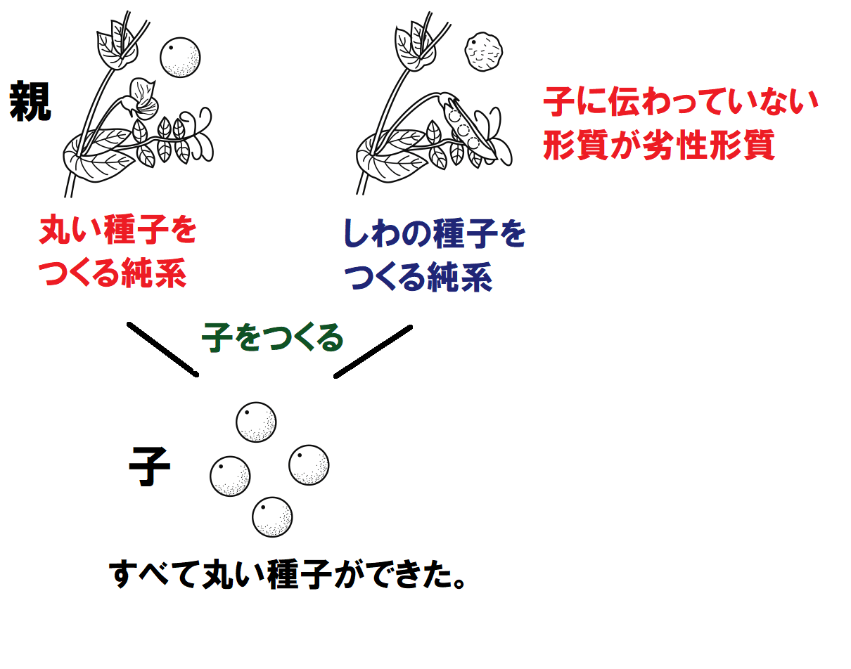 劣性形質とは