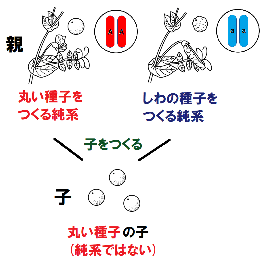 劣性形質の遺伝子を表す