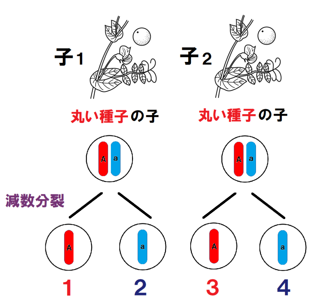 子の遺伝子の減数分裂番号つき