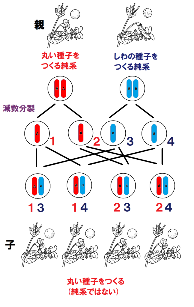 子は丸い種子をつくる