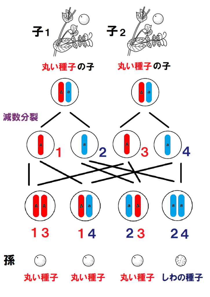 孫の種子の作り方