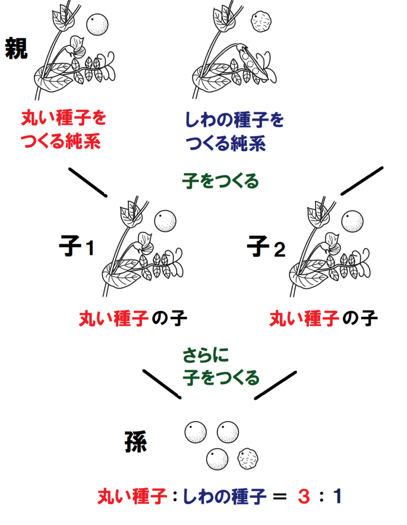 孫の種子の割合