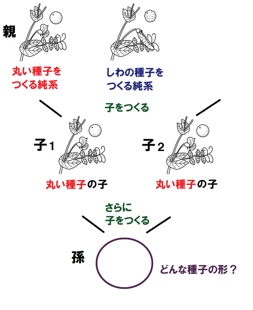 孫の種子の形