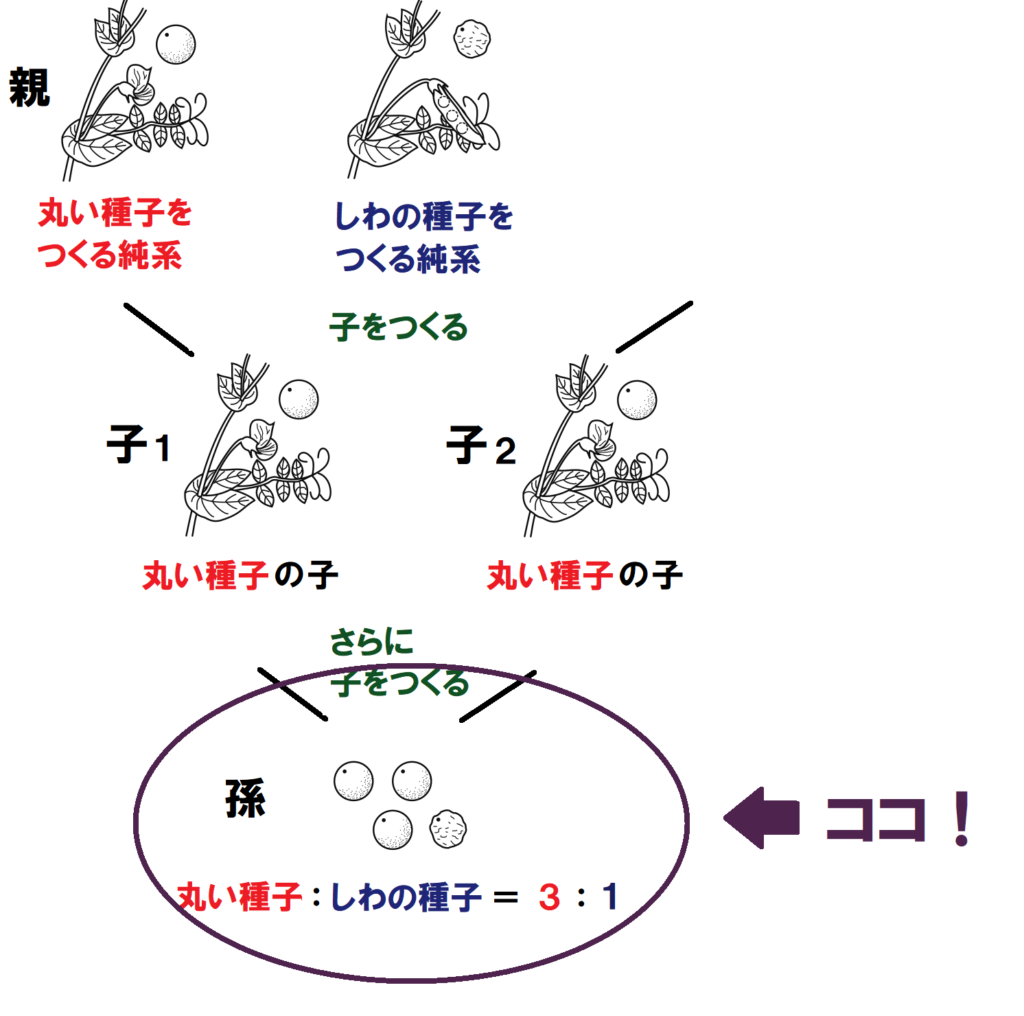 孫の種子の部分