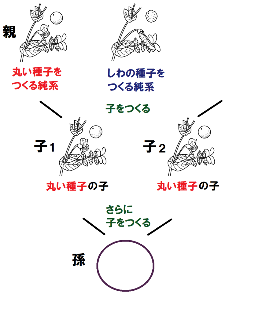 孫の種子をつくる