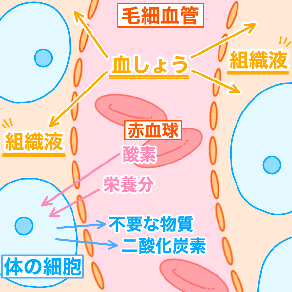 毛細血管と組織液