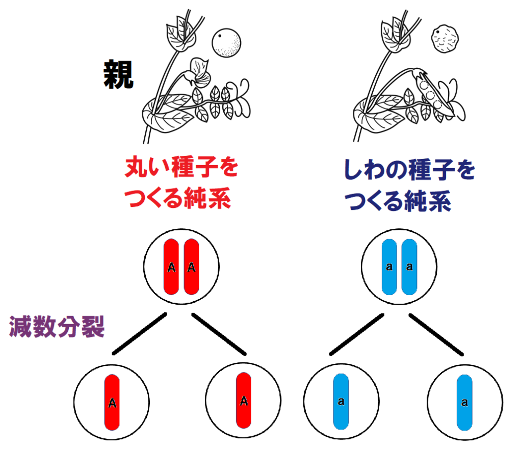 減数分裂