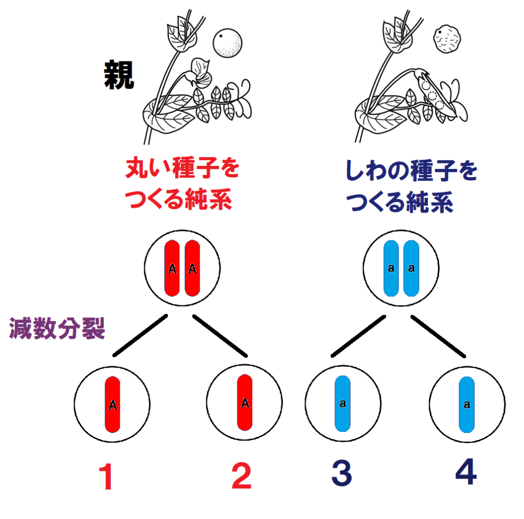 減数分裂の番号つき